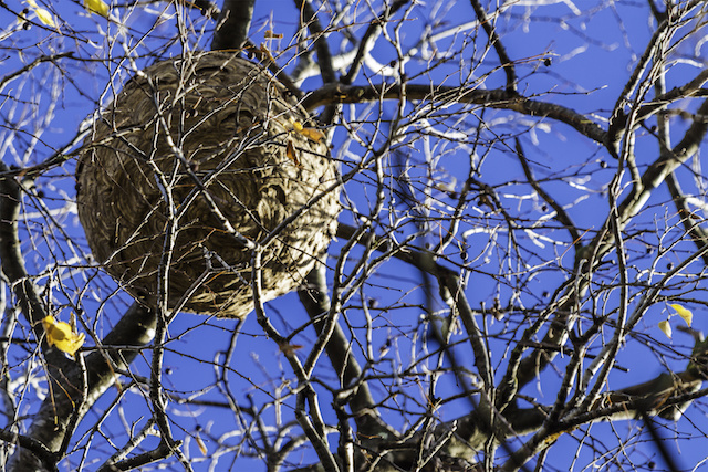 木の上に作られた大きな蜂の巣