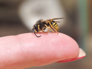 指の上にいる蜂