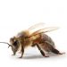 ミツバチの基礎知識・被害と効果的な対策まで